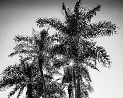 Date Palm Sunburst-B&W