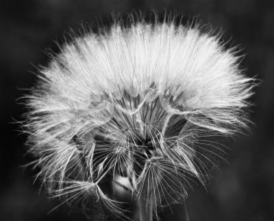 Dandelion Puff I
