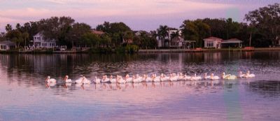 White Pelican Parade