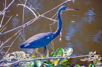 Blue Heron