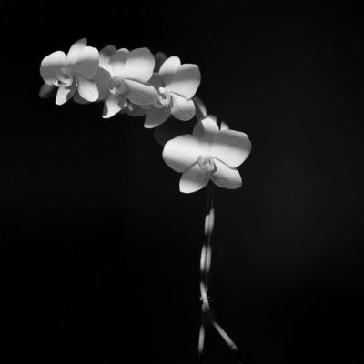 Orchid In The Dark