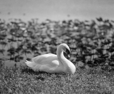 Resting Swan