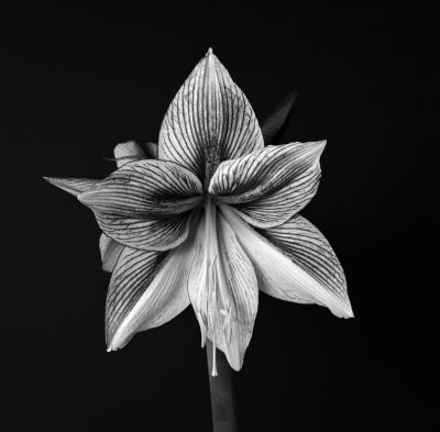 Amaryllis 