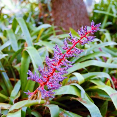 Fendler Bromeliad