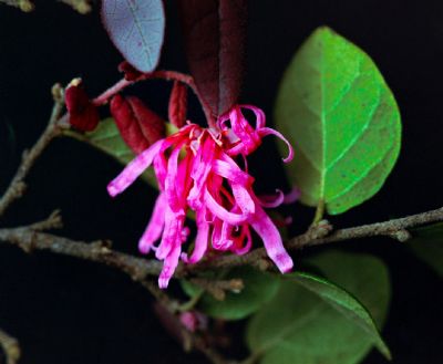 Flower Collection: Loropetalum Blossom