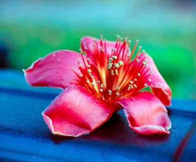 Flower Collection: Kapok Blossom