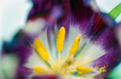 Macro of Tulip