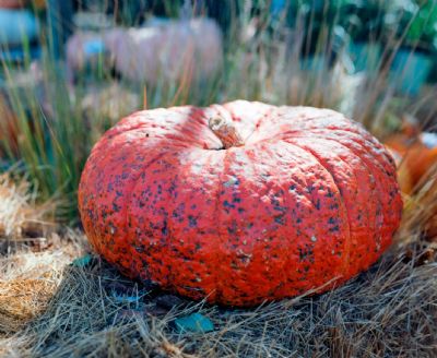 Heirloom Pumpkin 