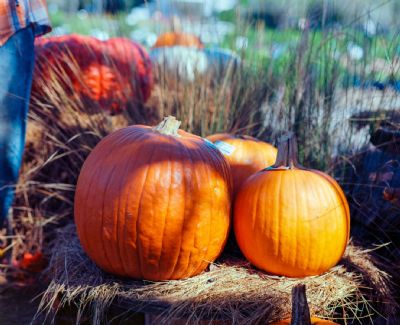 Pumpkin Trio