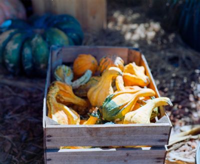 Box Of Gourds