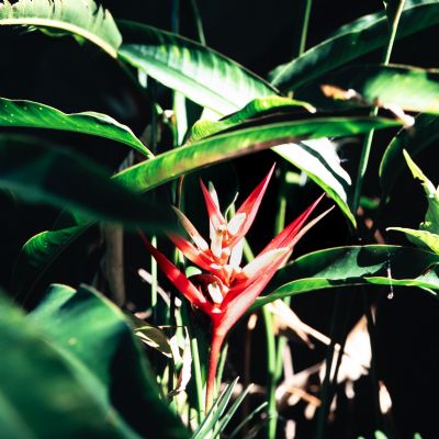 Hidden In The Leaves