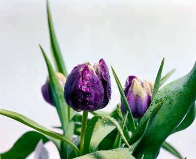 Flower Collection 2: Tulipes Violettes