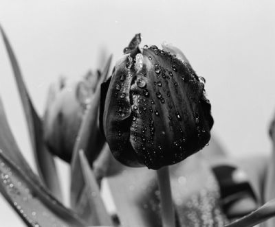 Flower Collection 2: Tulipe Noire et Blanche