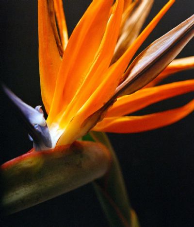 Bird of Paradise: Close
