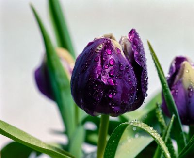 Flower Collection 2: Tulipe Violettes