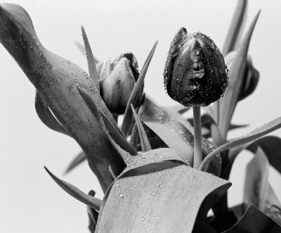 Flower Collection 2: Tulipes Noire et Blanche