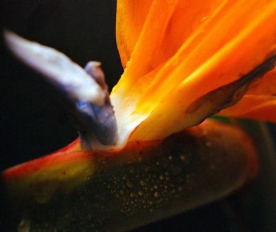 Bird of Paradise: Closer