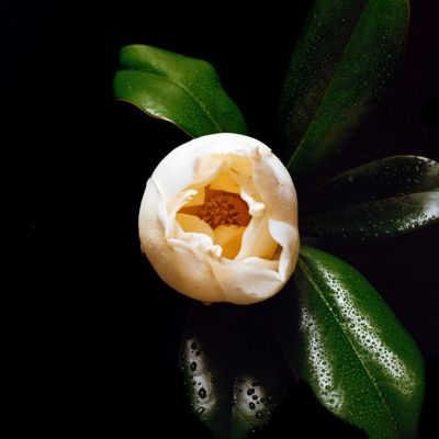 Flower Collection: Magnolia Blossom