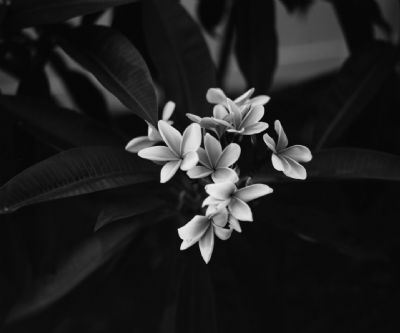 Plumeria Noir et Blanc