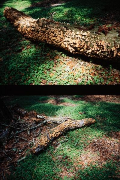 Diptych of Mushrooms on Log