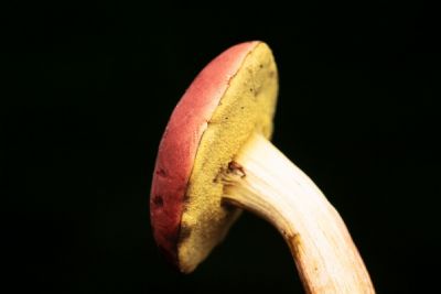 Macro of Mushroom
