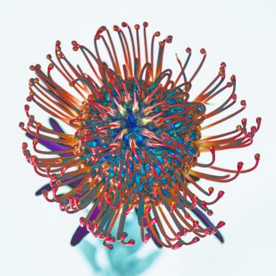 Solar Visions #12 (a series)