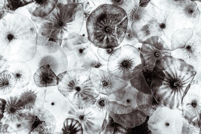 FLORI DI COMO IN BLACK AND WHITE