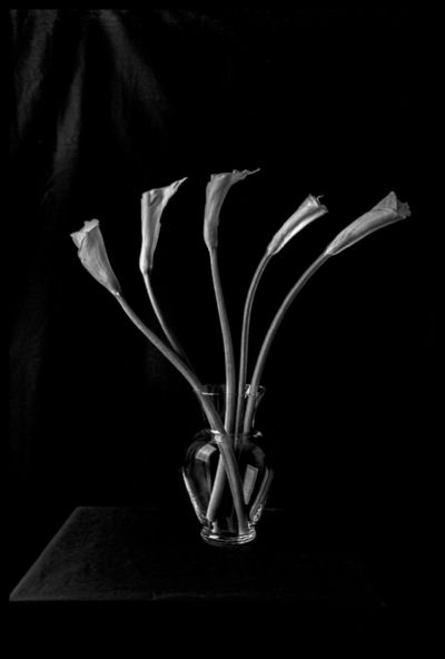 Five Lilies In A Clear Vase