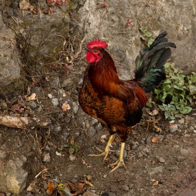 Hawaiian Rooster